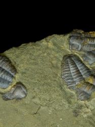 Trilobit Ellipsocephalus hoffi