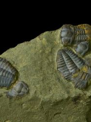 Trilobit Ellipsocephalus hoffi