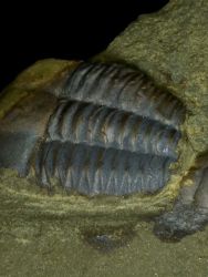 Trilobit Ellipsocephalus hoffi