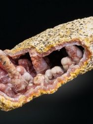 Chalcedon