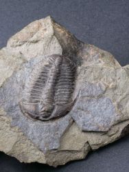 Trilobit Conocoryphe sulzeri