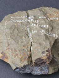 Trilobit Conocoryphe sulzeri