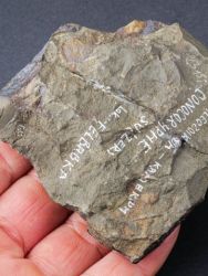 Trilobit Conocoryphe sulzeri