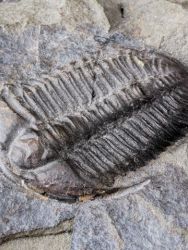Trilobit Conocoryphe sulzeri