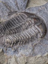 Trilobit Conocoryphe sulzeri