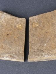 Trilobit Acanthalomina minuta