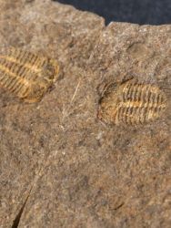 Trilobit Acanthalomina minuta