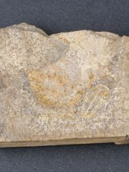 Trilobit Otarion diffractum