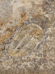 Trilobit Otarion diffractum