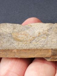 Trilobit Otarion diffractum