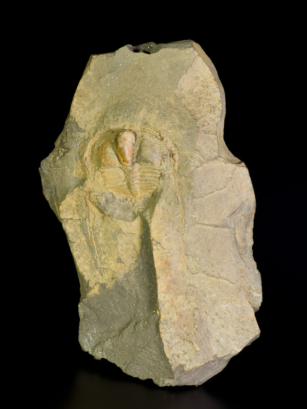 Trilobit Deanaspis senftenbergi
